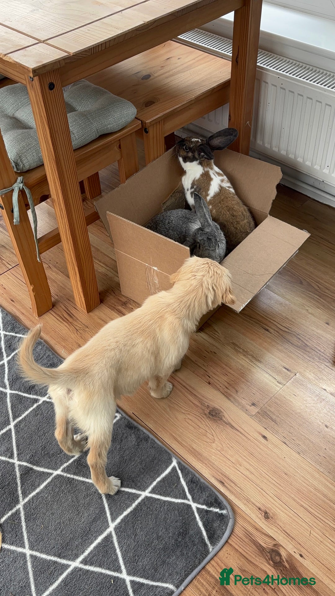 Mixed Breed rabbits for sale: 2 female rabbits  - Advert 6