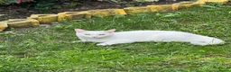 Mixed Breed cats for sale: Mixed breed  - Advert 1
