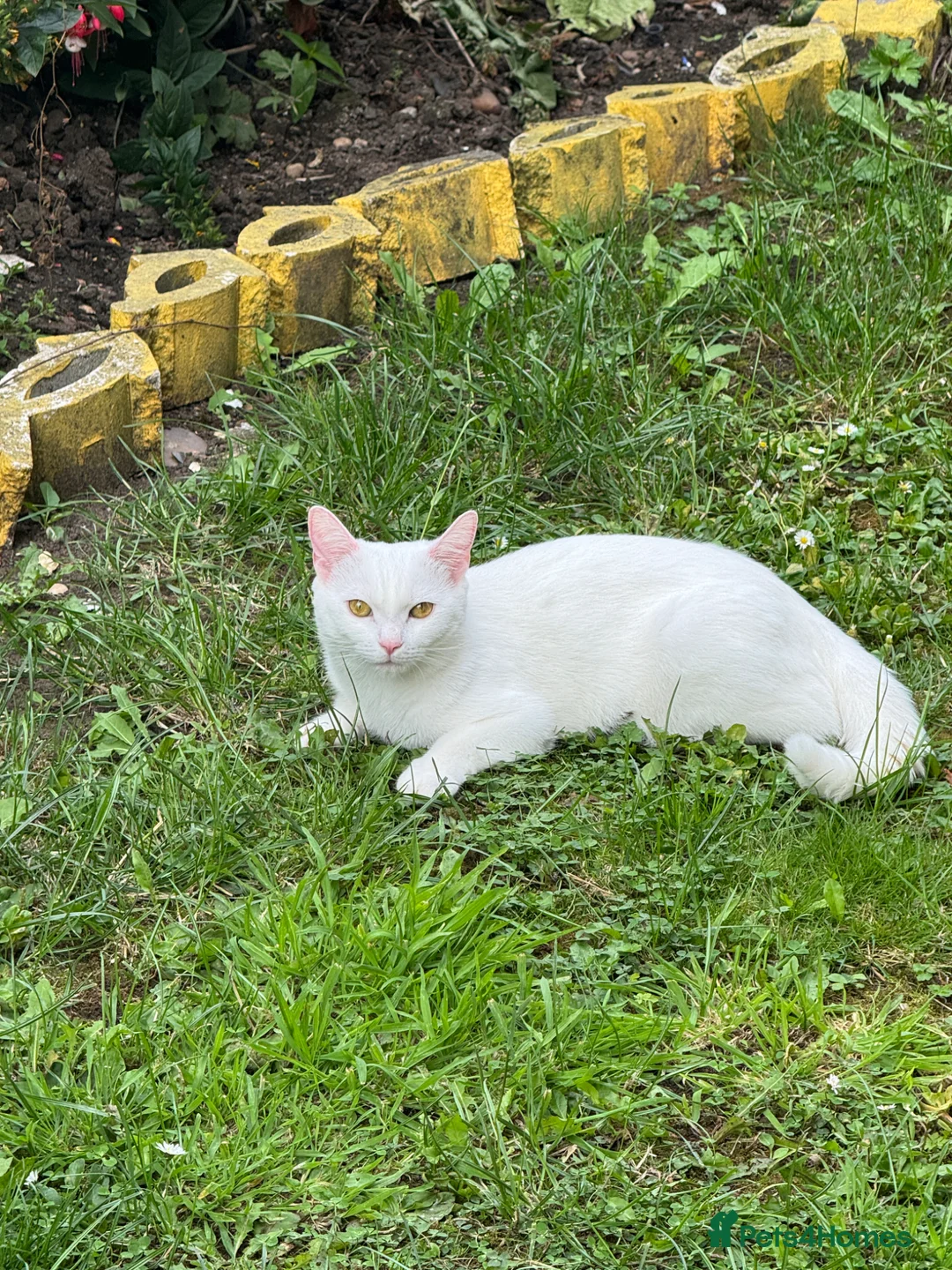 Mixed Breed cats for sale: Mixed breed  - Advert 1