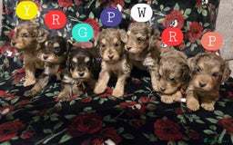 Cockapoo dogs for sale: Miniature cockapoo puppies chocolate Merle and tan - Image 1