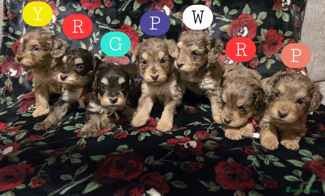 Cockapoo dogs for sale: Miniature cockapoo puppies chocolate Merle and tan - Image 1