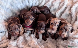 Dachshund dogs for sale: Dachshund Miniature  - Image 18