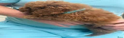 Toy Poodle dogs for sale: Toy poodle puppies - Advert 5