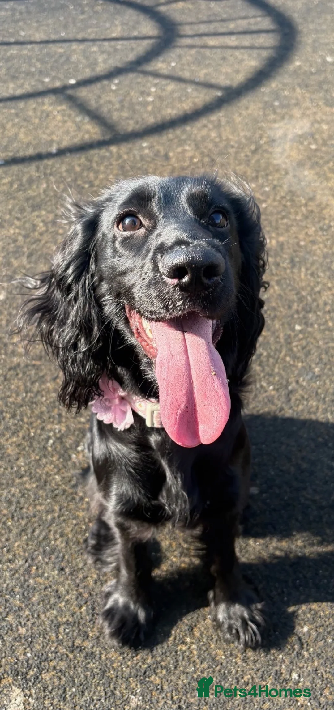 Cocker Spaniel dogs for sale: Nala / Female cocker-spaniel 7 month old for sale  in Brentwood - Advert 1