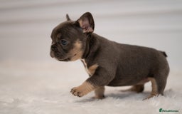 French Bulldog dogs for sale: 2 Male and 2 Female French Bulldogs - Image 9