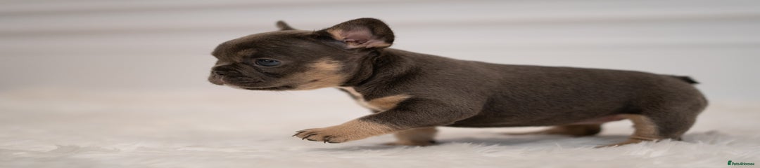French Bulldog Puppy 3