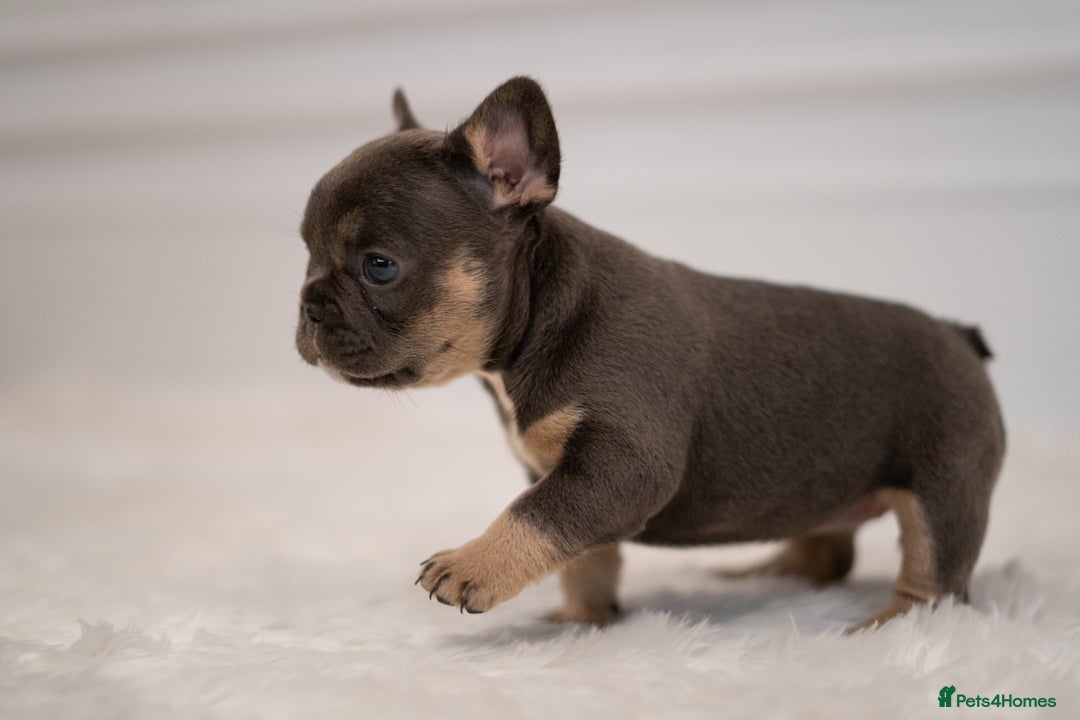 French Bulldog dogs for sale: 2 Male and 2 Female French Bulldogs - Image 9