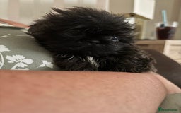 Shih Tzu dogs for sale: Shih Tzu Puppies for sale - Image 5