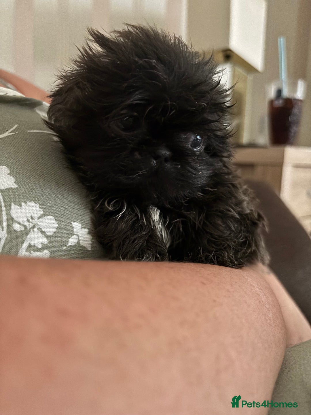 Shih Tzu dogs for sale: Shih Tzu Puppies for sale - Image 5