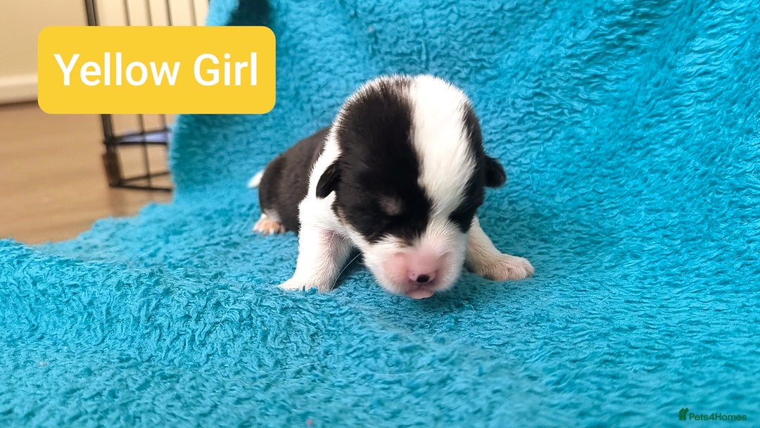 Welsh Corgi Pembroke dogs for sale: Stunning Welsh Pembroke Corgi pups KC registered - Image 9