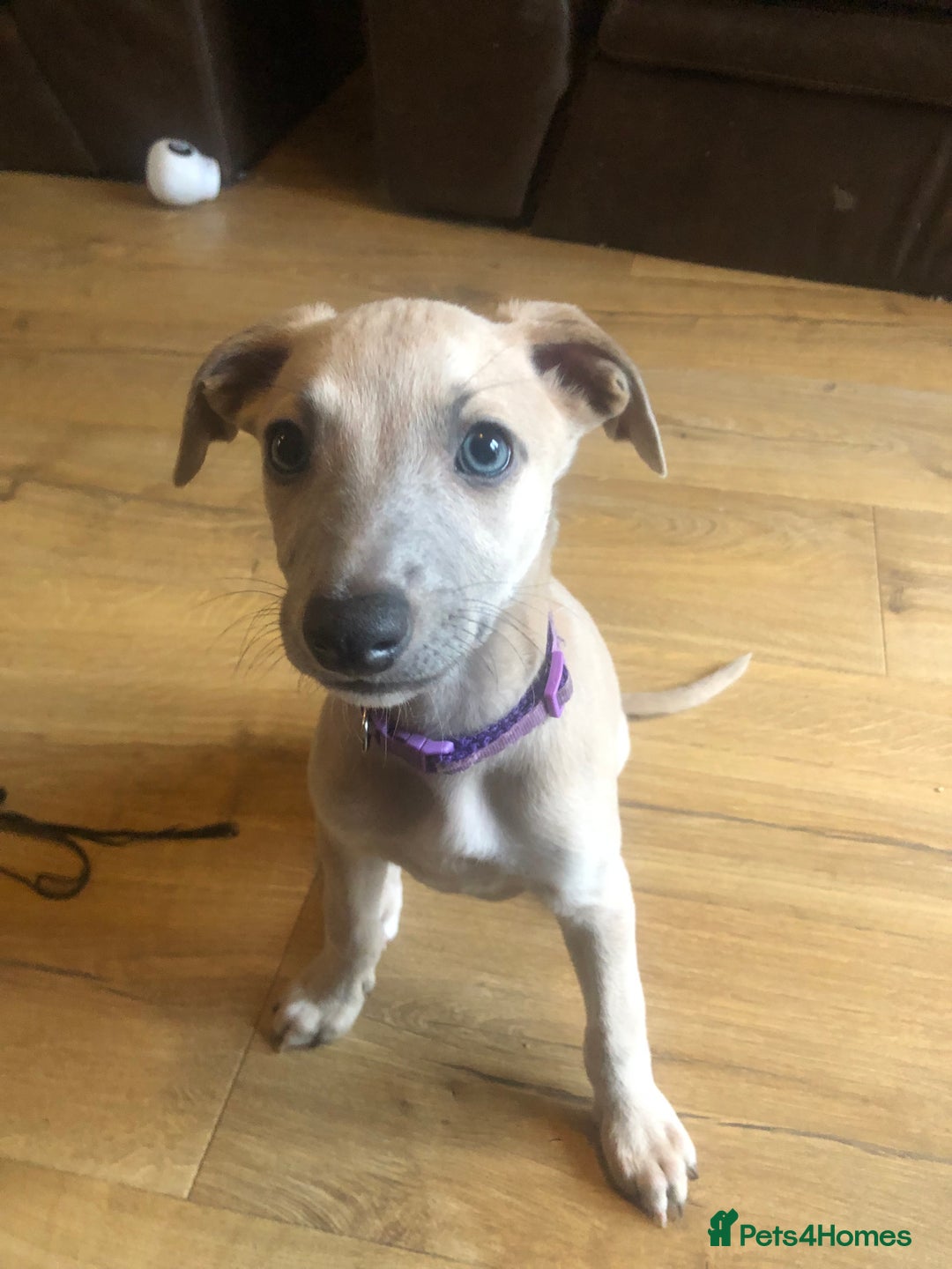 Whippet dogs for sale: Kc registered blue fawn whippets  - Image 9