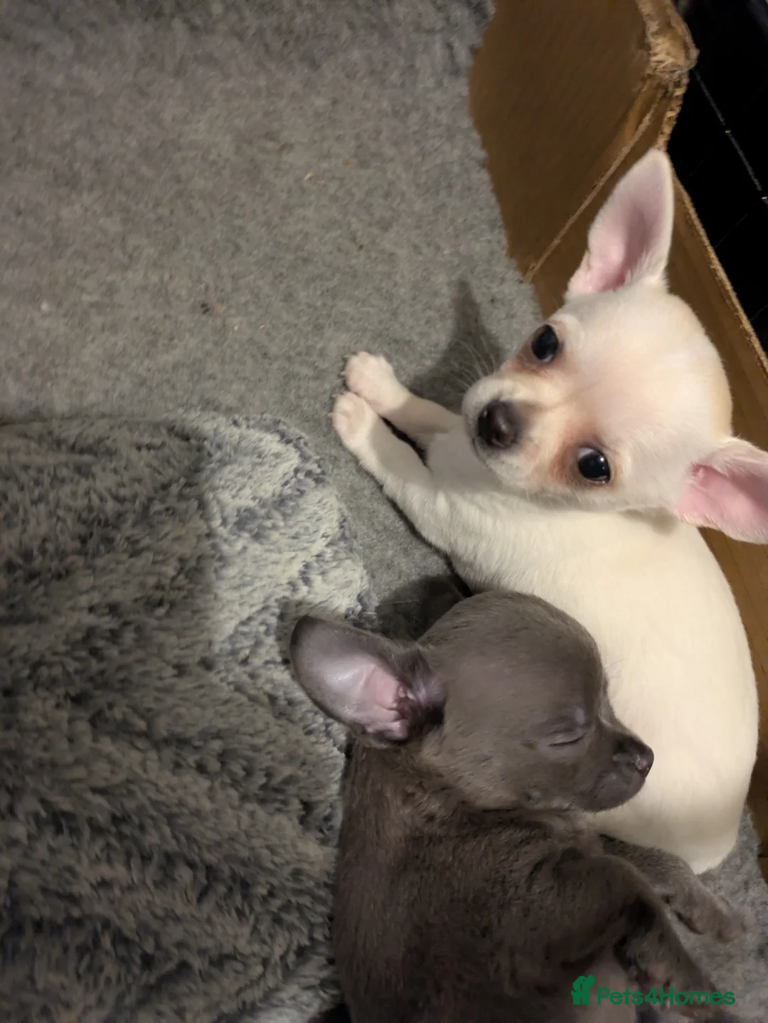 Chihuahua dogs for sale: ONE small toy pedigree Chihuahua - Advert 14