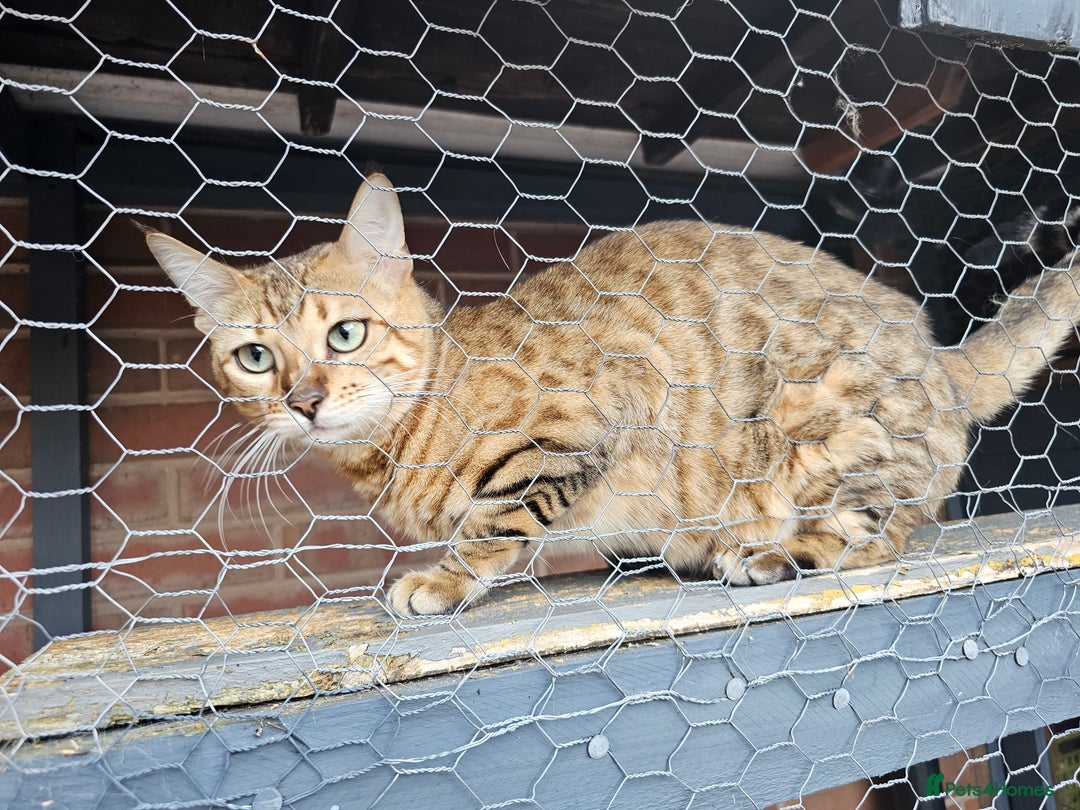 Bengal cats for sale: Beautiful Bengal Female -11 months old!  - Image 4