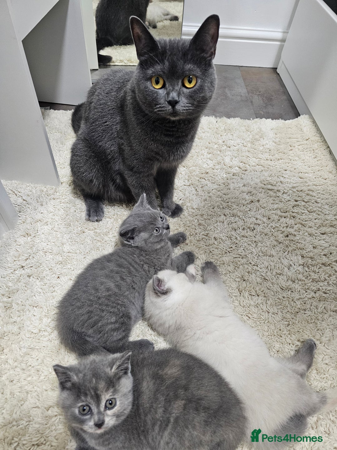 British Shorthair cats for sale: British Shorthair ready for a Lifetime of Love - Advert 1