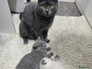British Shorthair cats British Shorthair ready for a Lifetime of Love - Advert 3