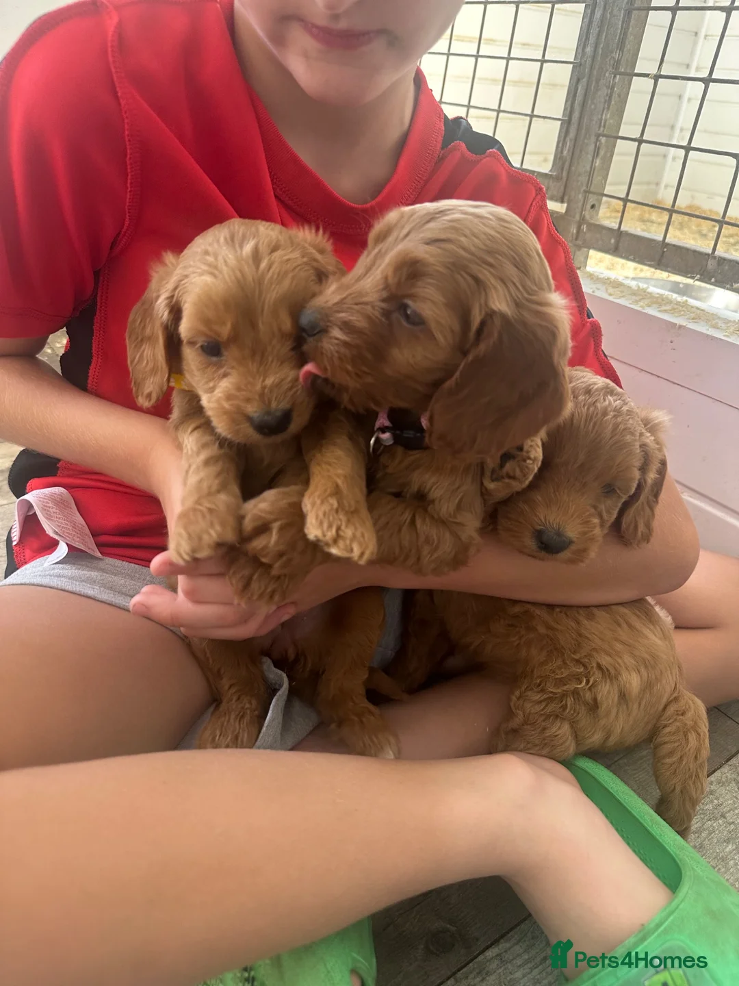 Cockapoo dogs for sale: F1b outstanding cockapoo fully  health tested in Ely - Advert 2
