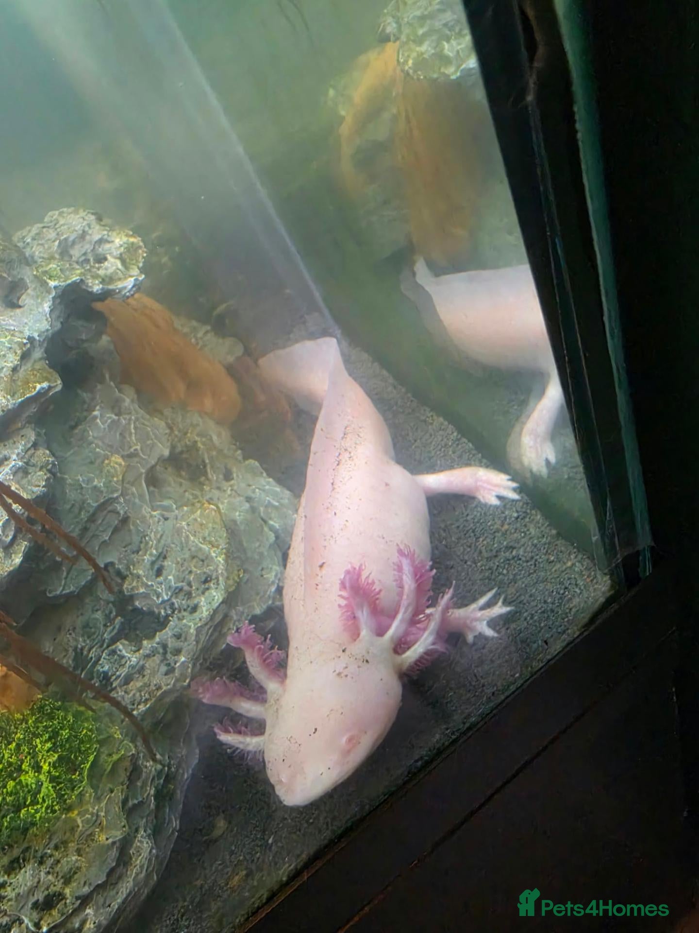Axolotl reptiles for sale: Pink Axolotl and setup for sale - Advert 3