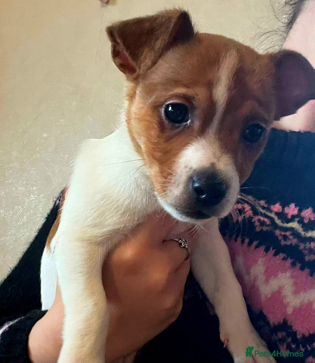 Mixed Breed dogs for sale: 3/4 jack Russell  1/4 chihuahua  - Image 4