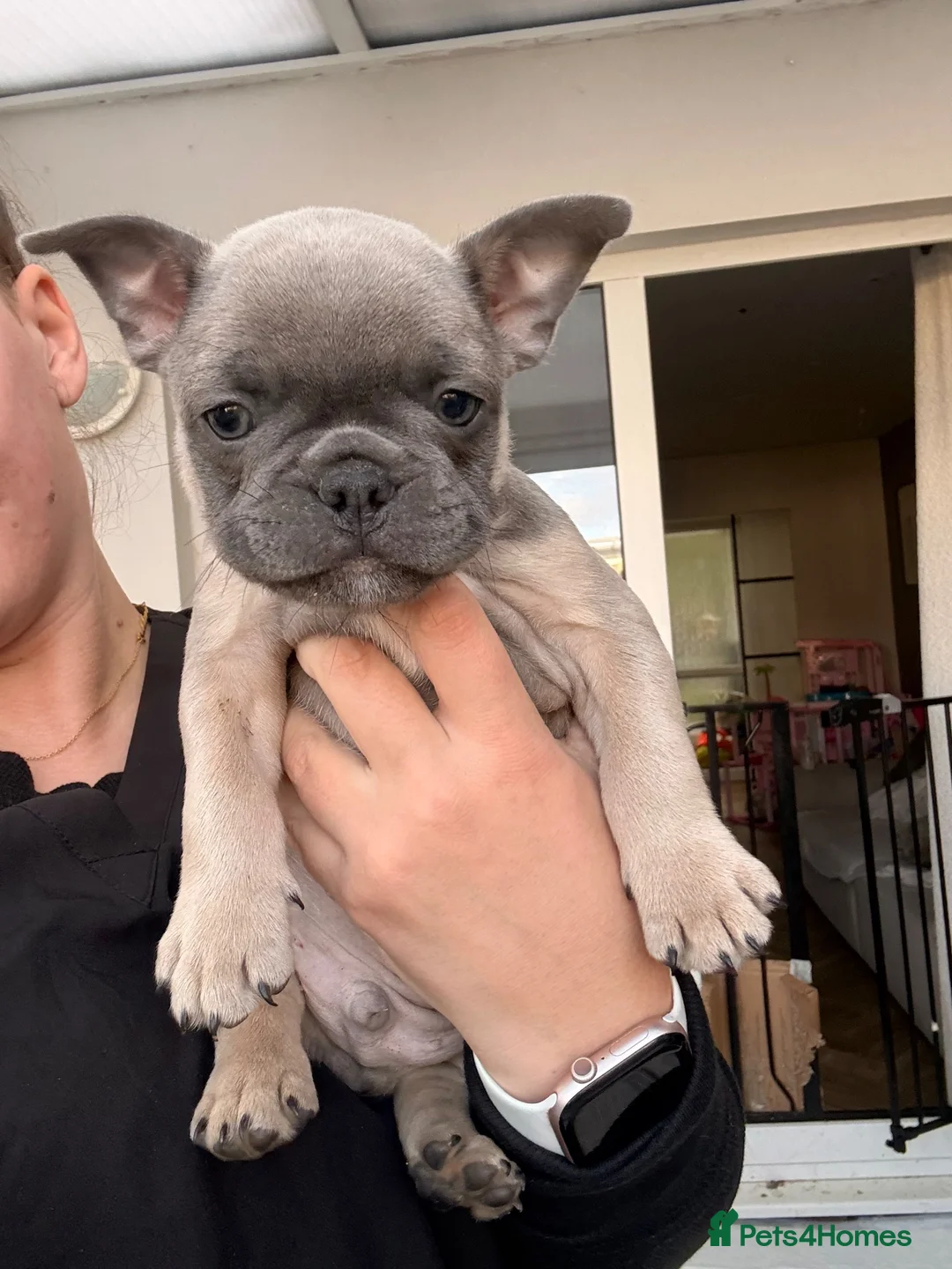French Bulldog dogs for sale: French Bulldog 8 Week Old Puppies Coventry in Coventry - Advert 7