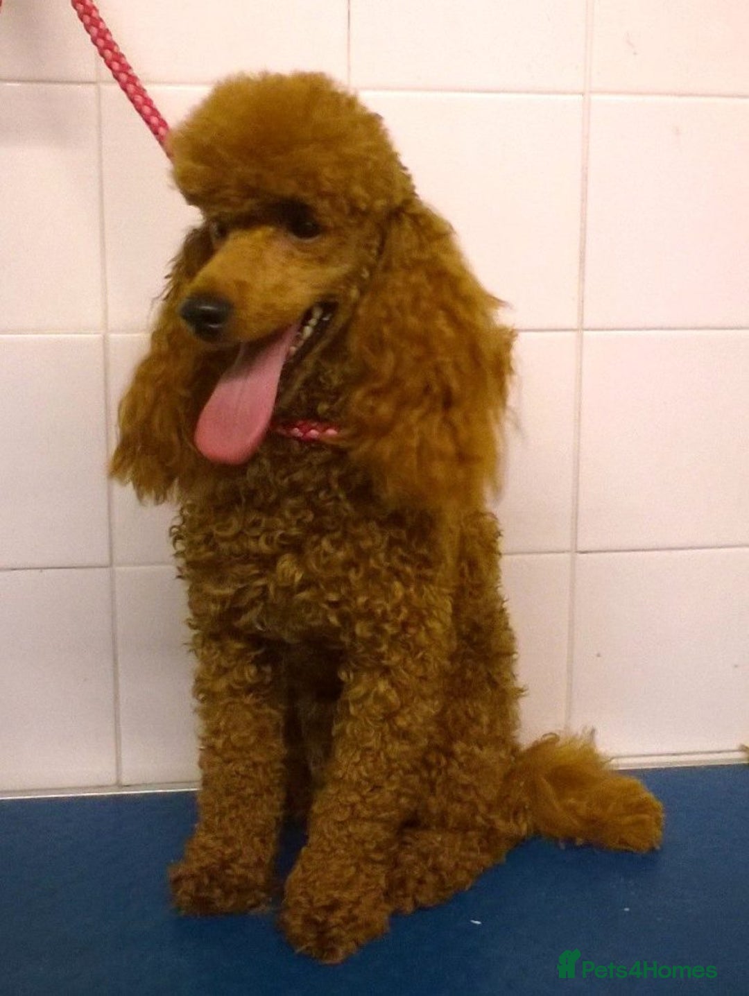 Mixed Breed dogs for sale: Beautiful Deep Red Poodle Puppy’s For Sale Kent  - Image 15