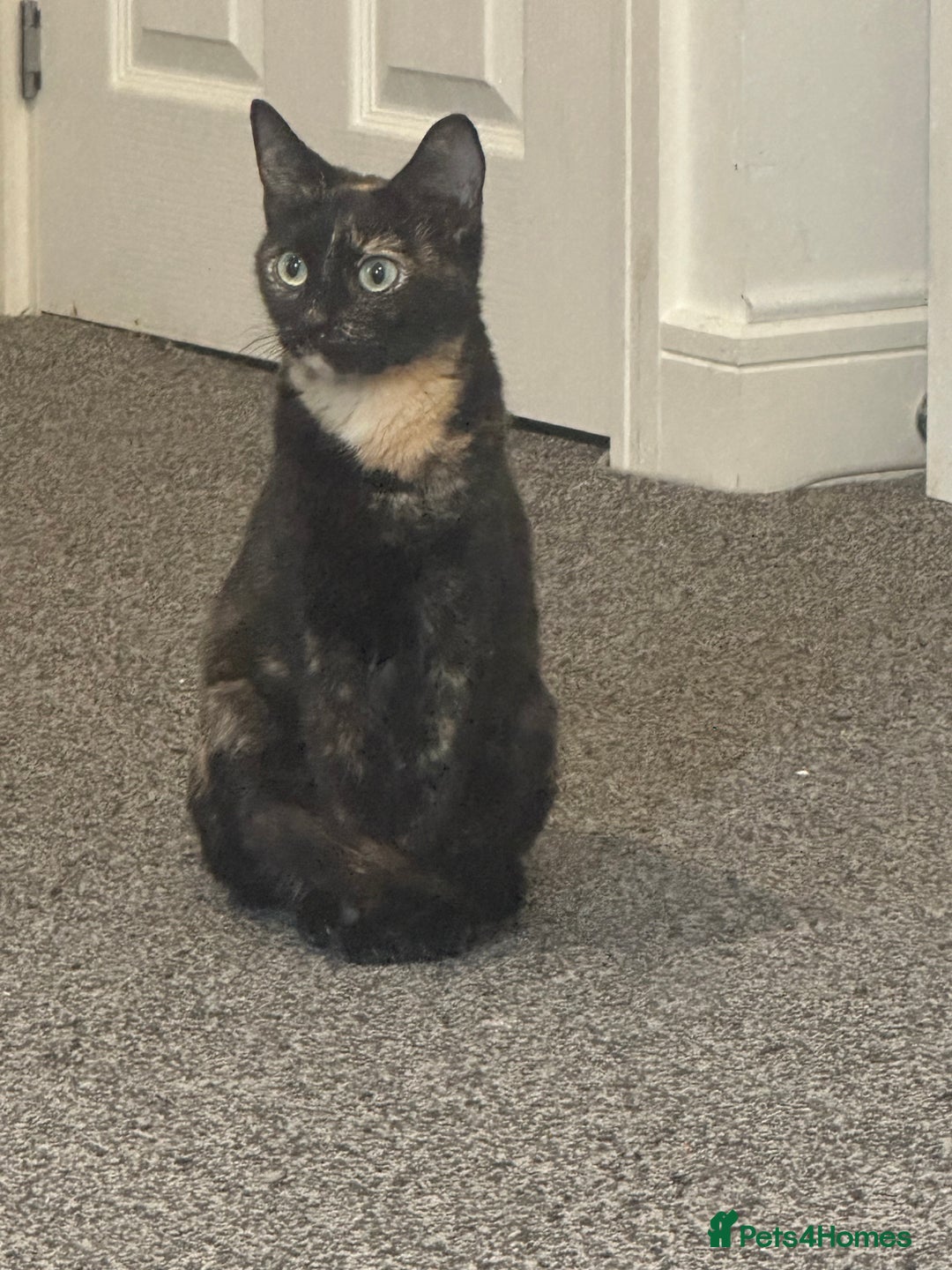 Mixed Breed cats for sale: Beautiful kittens - Advert 3