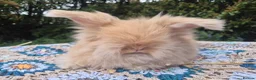 Angora rabbits for sale: 💙1 boy remaining- parents inported from france💙  - Advert 4
