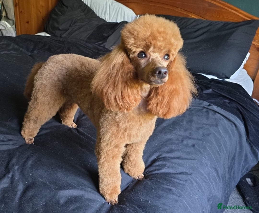 Toy Poodle dogs for sale: Stunning red female poodle  - Image 5