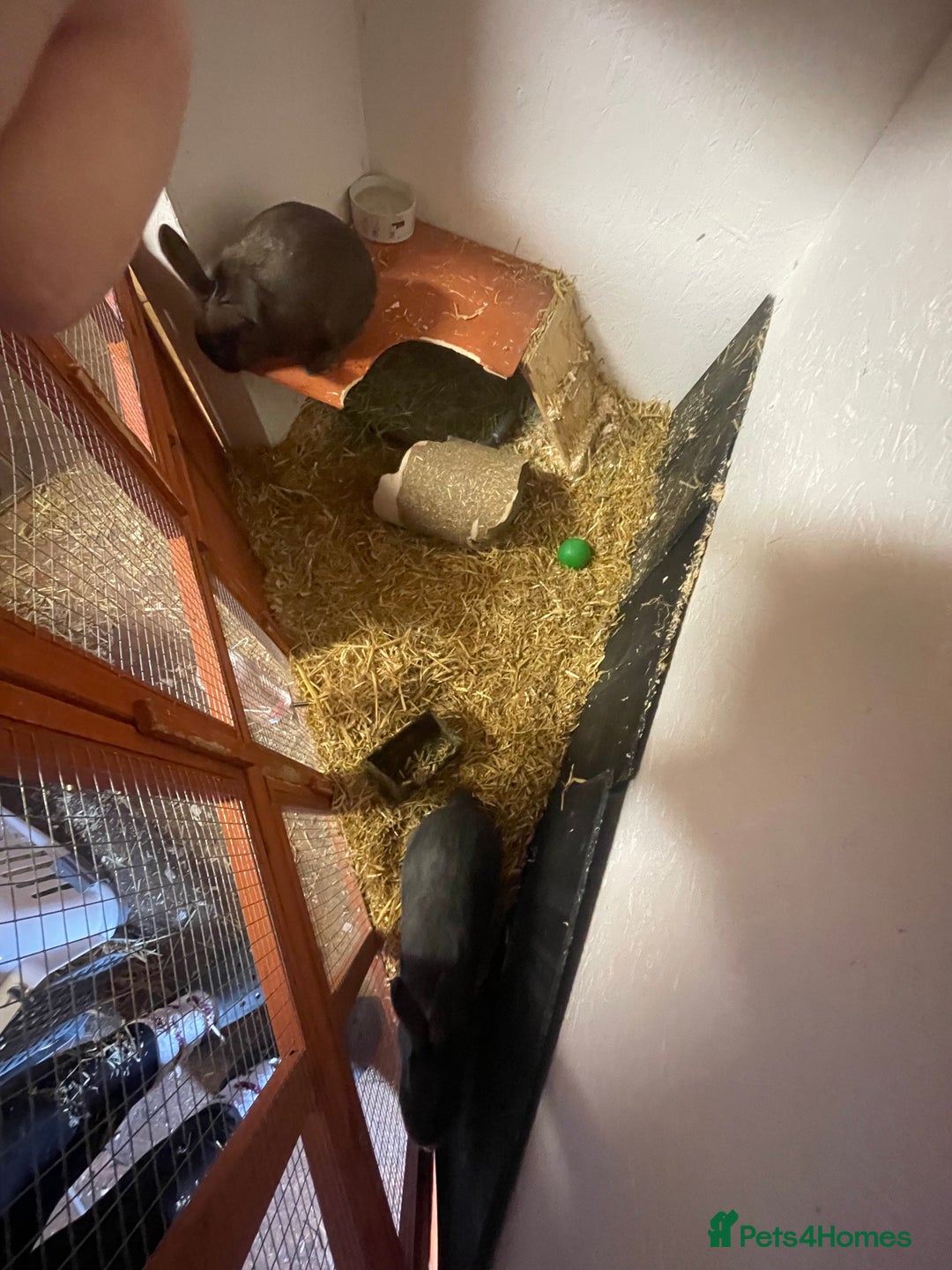 Rex rabbits for sale: Bonded females  - Advert 5