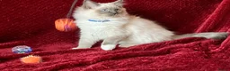 Ragdoll cats for sale: ChampionBloodline 5GENpedigree BSH GCCFreg.parents - Advert 3
