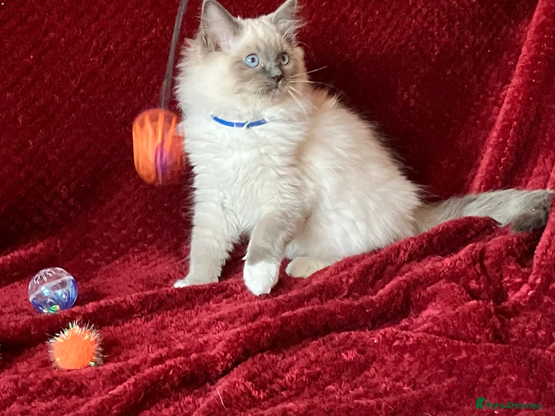 Ragdoll cats for sale: ChampionBloodline 5GENpedigree BSH GCCFreg.parents - Advert 3