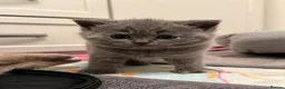 British Shorthair cats for sale: PKD+ALPS Tested, GCCF Registered, Loving Kittens - Advert 15
