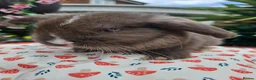 Mini Lop rabbits for sale: Chocolate vm mini lop - Advert 14