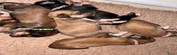 Saluki dogs for sale: Kc saluki puppies  - Advert 4