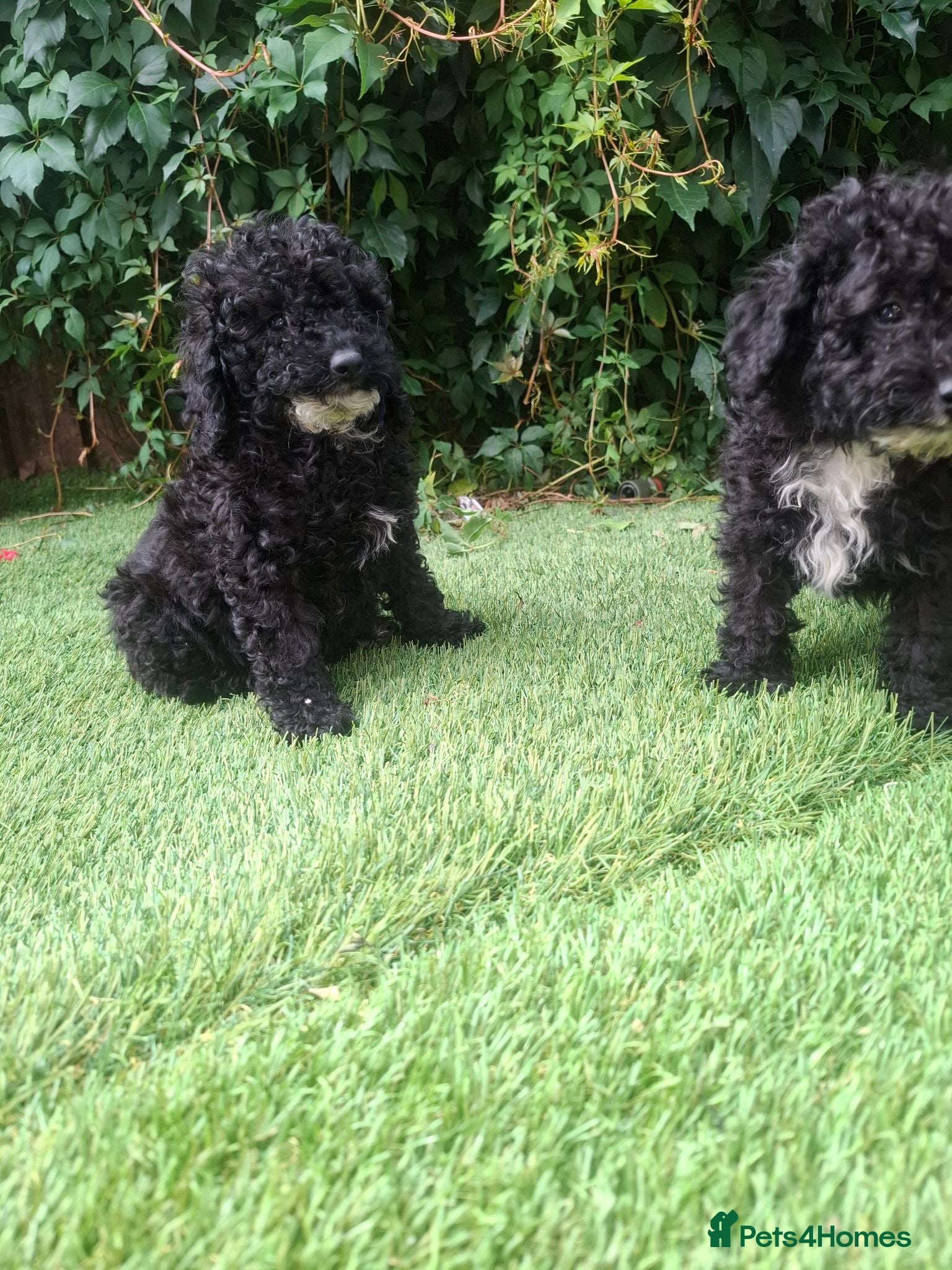 Toy Poodle dogs Toy poodle 🐩 kc registered mum and dad  - Advert 2