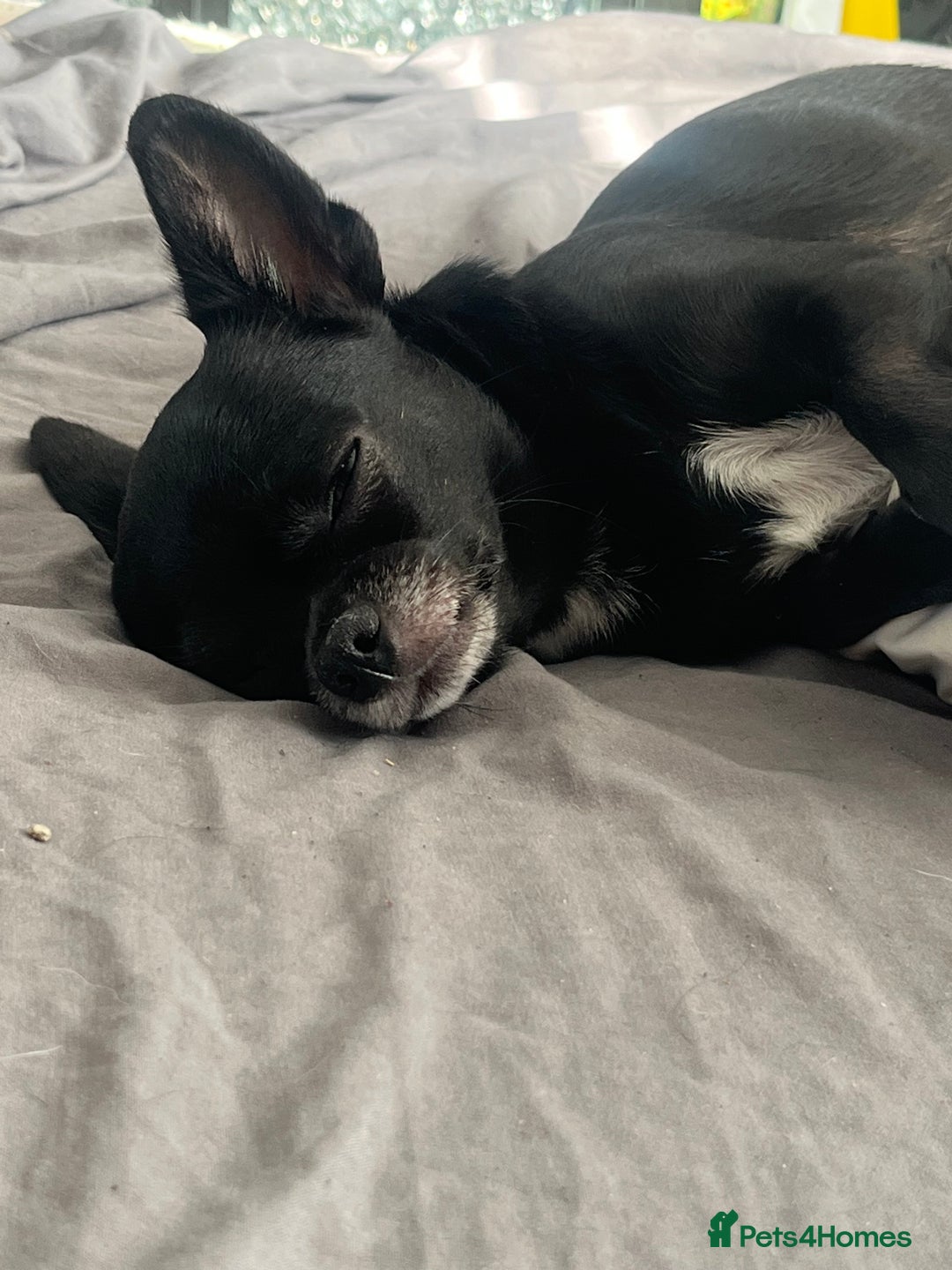 Chihuahua dogs for sale: Beautiful Merle chihuahua pups  - Image 8