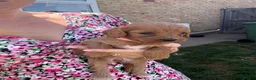 Cavapoo dogs for sale: Cavapoo puppies  - Advert 13