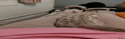 Bengal cats for sale: Pure Bengal kittens for sale - Advert 18