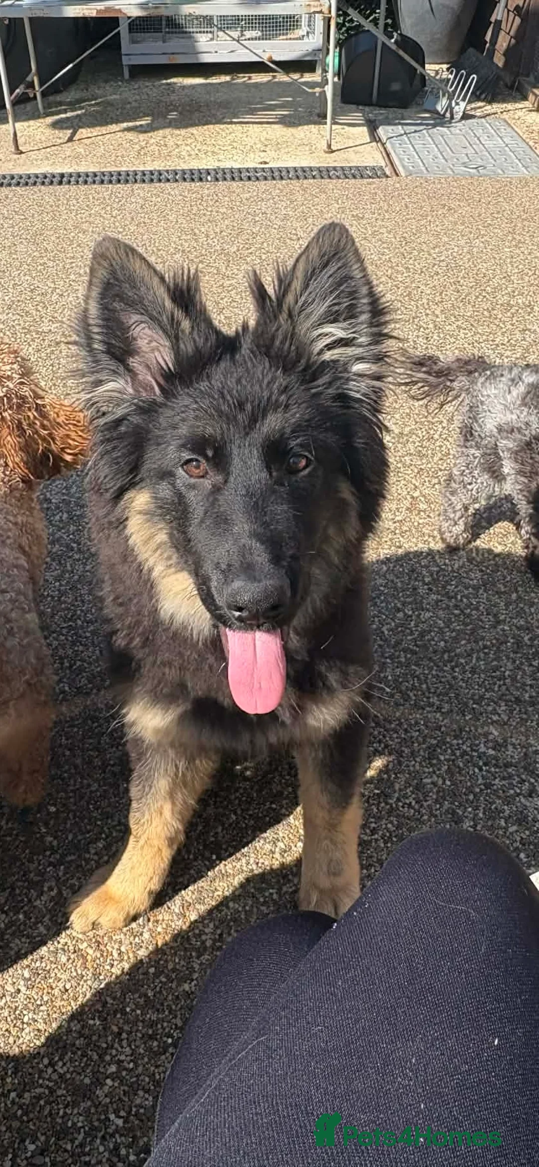 German Shepherd dogs for sale: German Shepard girl - Advert 2