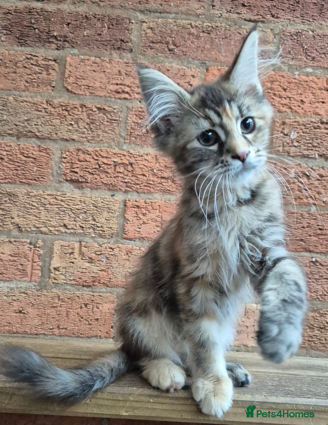 Maine Coon cats for sale: 2 Boys 3 girls Maine Coones kittens - Advert 30