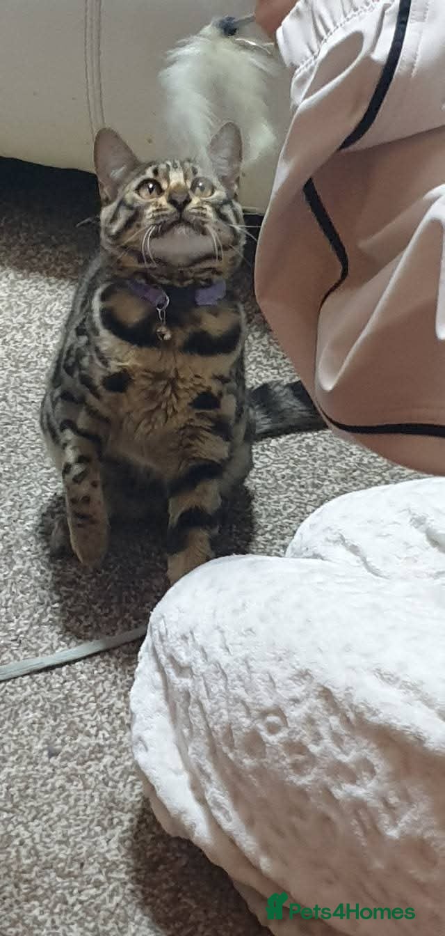 Mixed Breed cats 4 female bendal/ crossed kittens 7 week old , - Advert 2