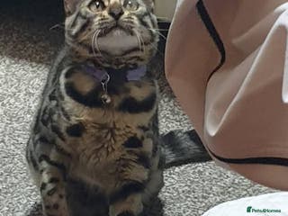 Mixed Breed cats 0 female bendal/ crossed kittens 7 week old , - Advert 20