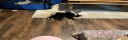 Mixed Breed cats for sale: Black kittens - Advert 4