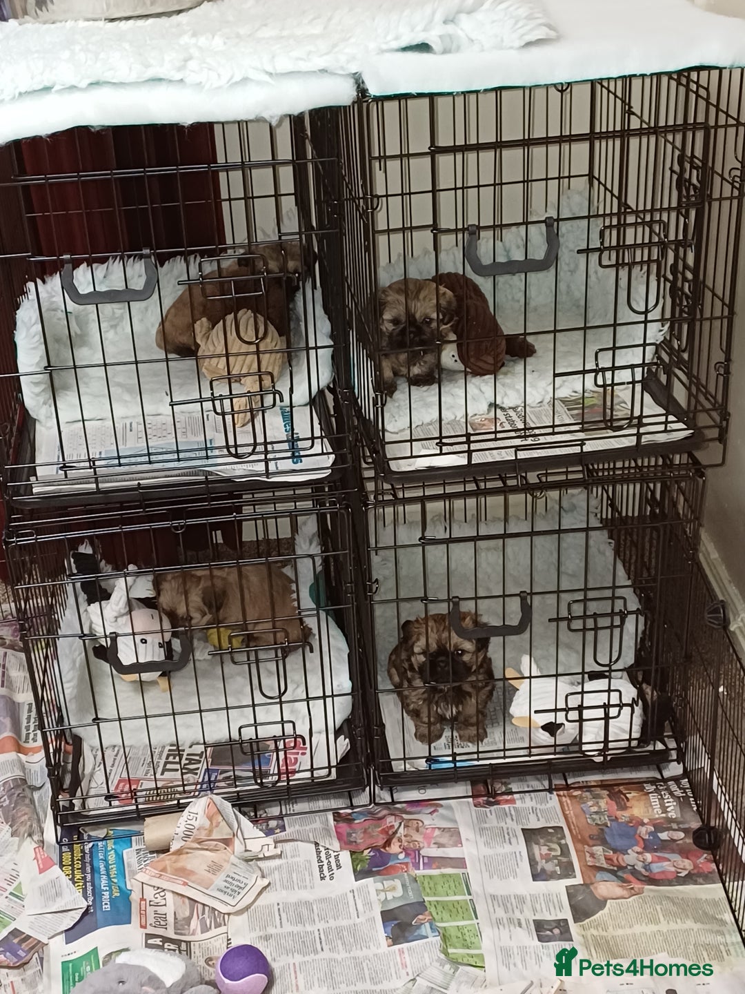 Shih Tzu dogs for sale: SHIH TZU litter. Ready 15/01/2026 - Advert 18