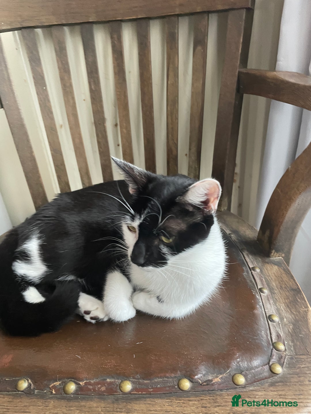 Mixed Breed cats for sale: Mixed Breed Kitten for sale - Image 8
