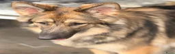 German Shepherd dogs for sale: KC reg 1 year bitch German Shepherd  - Advert 11
