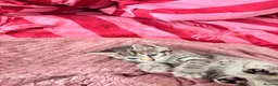 Mixed Breed cats for sale: Female grey brown tabby  - Advert 8