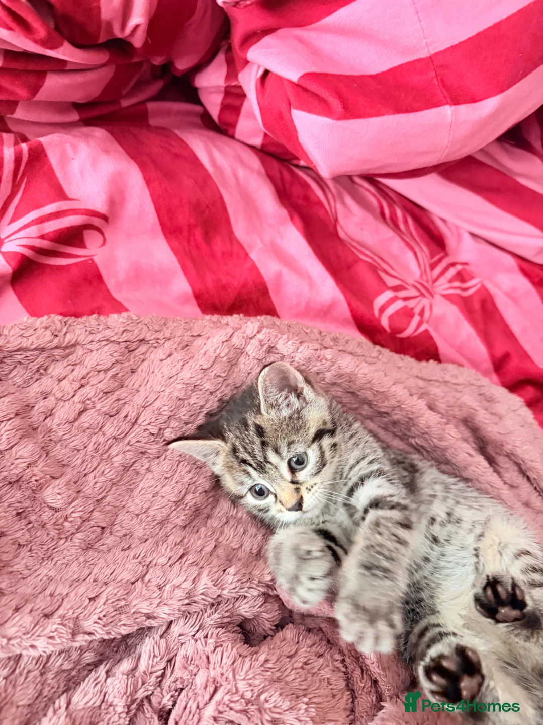 Mixed Breed cats for sale: Female grey brown tabby  - Advert 8