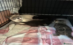 Mixed Breed cats for sale: Part Siamese kittens for sale - Image 4
