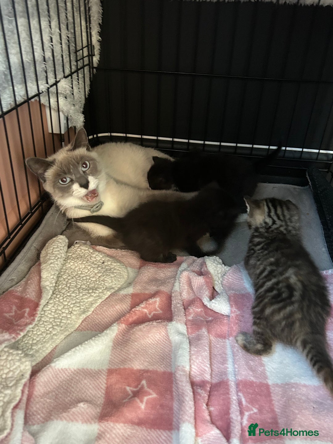 Mixed Breed cats for sale: Part Siamese kittens for sale - Image 4