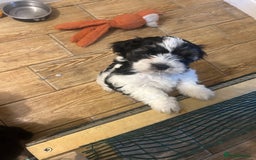 Shihpoo dogs for sale: Shihpoo puppies - Image 1